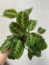 Load image into Gallery viewer, Maranta Black Vein 100mm