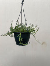 Load image into Gallery viewer, Senecio 'string Of Dolphins'