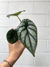 Load image into Gallery viewer, Alocasia 'silver Dragon'