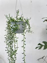 Load image into Gallery viewer, Senecio 'string Of Dolphins'