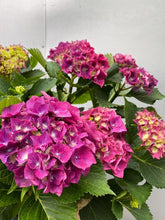 Load image into Gallery viewer, Hydrangea 180mm