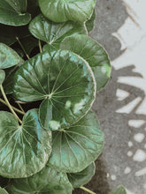 Load image into Gallery viewer, Ligularia Reniformis