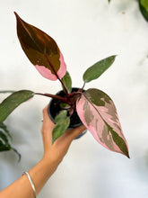 Load image into Gallery viewer, Philodendron 'pink Princess'