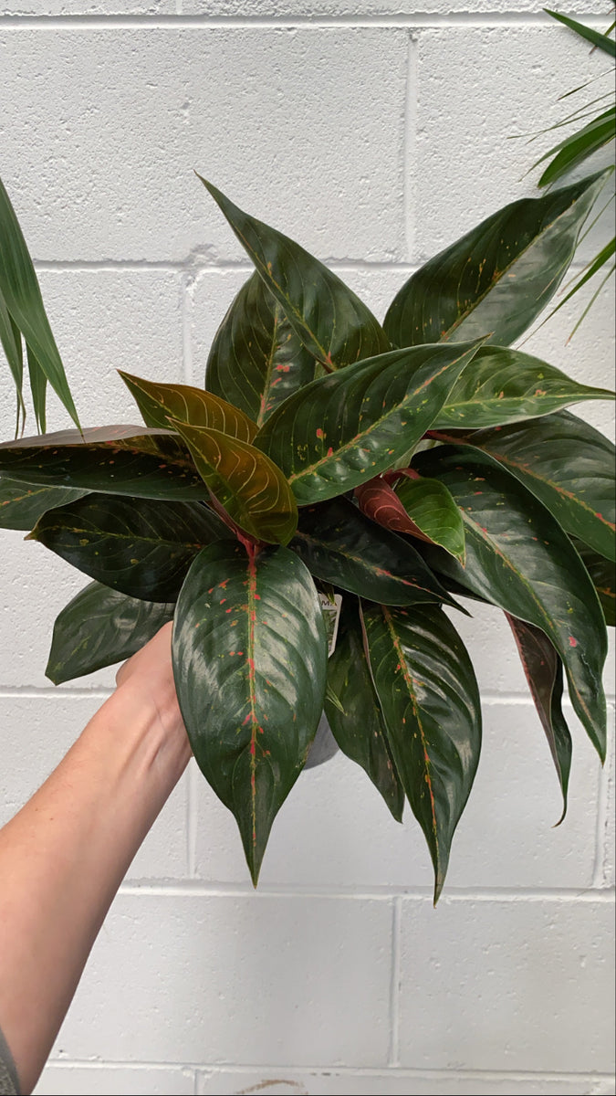 aglaonema hot lady Aglaonema 'hot Lady' 200mm – Botanica Lane