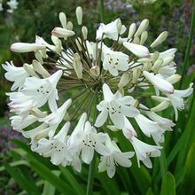 Load image into Gallery viewer, Agapanthus 'white' 200mm
