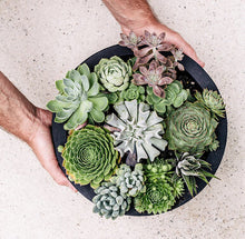 Load image into Gallery viewer, Flying Saucer