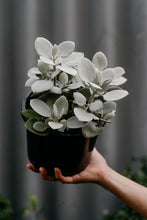 Load image into Gallery viewer, Kalanchoe 'silver Spoons'