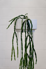Load image into Gallery viewer, Rhipsalis Paradoxa
