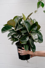 Load image into Gallery viewer, Ficus Elastica 'robusta'