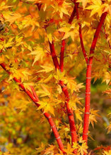 Load image into Gallery viewer, Acer Palmatum 'sangu Kaku' 400mm