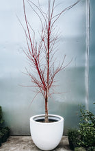 Load image into Gallery viewer, Acer Palmatum 'sangu Kaku' 400mm