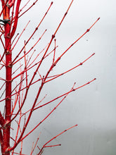 Load image into Gallery viewer, Acer Palmatum 'sangu Kaku' 400mm