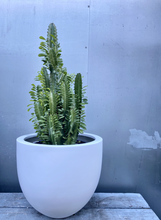 Load image into Gallery viewer, Euphorbia Acruensis 'cowboy'