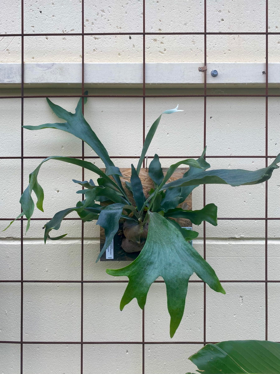 Elkhorn Mounted Botanica Lane