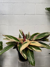 Load image into Gallery viewer, Stromanthe Triostar 200mm