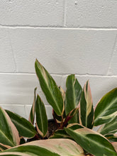 Load image into Gallery viewer, Stromanthe Triostar 200mm