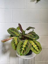 Load image into Gallery viewer, Maranta Red Vein 165mm
