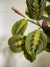 Load image into Gallery viewer, Maranta Red Vein 165mm
