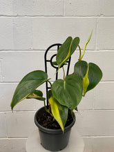 Load image into Gallery viewer, Philodendron 'brasil'