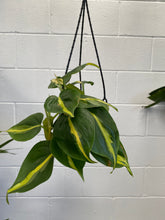 Load image into Gallery viewer, Philodendron 'brasil'