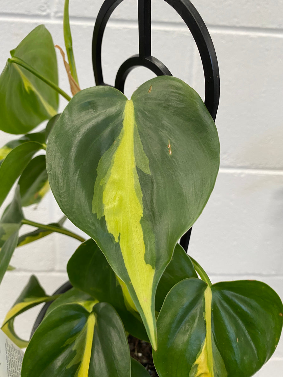philodendron brasil wiki Philodendron 'brasil'