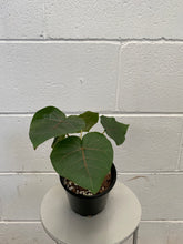 Load image into Gallery viewer, Ficus Petiolaris100mm
