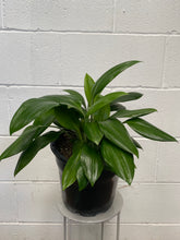 Load image into Gallery viewer, Caliphruria