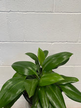 Load image into Gallery viewer, Caliphruria