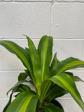 Load image into Gallery viewer, Dracena Massangeana