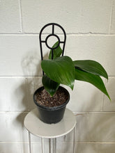 Load image into Gallery viewer, Epipremnum Pinnatum 'dragon Tail' 130mm