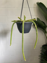 Load image into Gallery viewer, Disocactus Flagelliformis 100mm