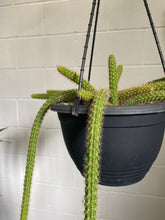Load image into Gallery viewer, Disocactus Flagelliformis 100mm