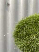 Load image into Gallery viewer, Zoysia Tenuifolia