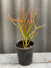Load image into Gallery viewer, Euphorbia Tirucalli 140mm