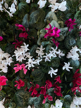 Load image into Gallery viewer, Cyclamen