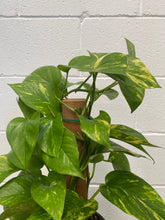 Load image into Gallery viewer, Epipremnum Aureum Totem