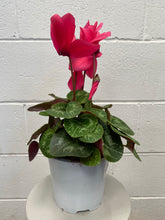 Load image into Gallery viewer, Cyclamen