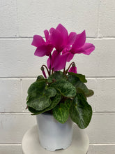 Load image into Gallery viewer, Cyclamen