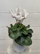Load image into Gallery viewer, Cyclamen