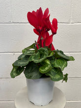Load image into Gallery viewer, Cyclamen