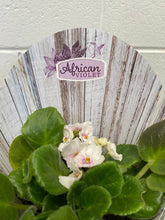 Load image into Gallery viewer, African Violet 105mm