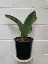 Load image into Gallery viewer, Whale Fin Sanseveria 2