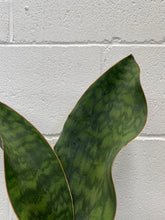 Load image into Gallery viewer, Whale Fin Sanseveria 2