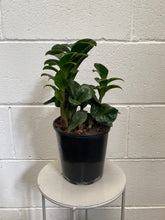 Load image into Gallery viewer, Zanzibar Zenzii