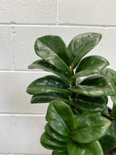 Load image into Gallery viewer, Zanzibar Zenzii