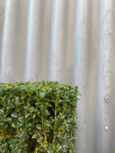 Load image into Gallery viewer, Buxus Sempervirens 'bollard Topiary' 330mm