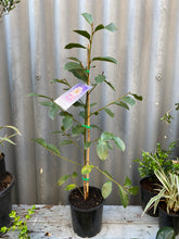 Load image into Gallery viewer, Magnolia Doltsopa 'fairy White' 200mm