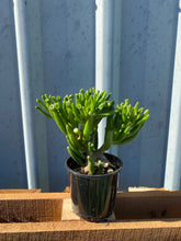 Load image into Gallery viewer, Crassula 'gollum'