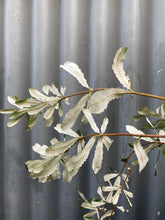 Load image into Gallery viewer, Banksia Integrifolia