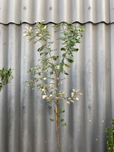 Load image into Gallery viewer, Banksia Integrifolia